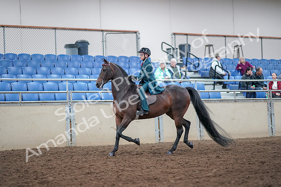 2019 Morgan Horse Show - Aug 30, 2019 - 17835