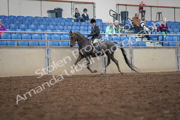 2019 Morgan Horse Show - Aug 30, 2019 - 20402
