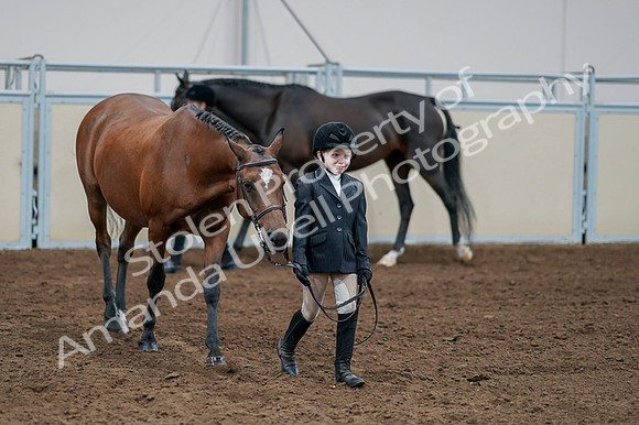 2020 - AB Morgan Horse - Fri, Sept 04 - 00827