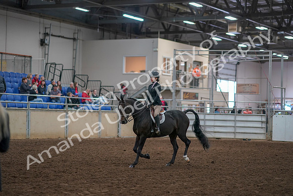 2019 Morgan Horse Show - Aug 30, 2019 - 12123