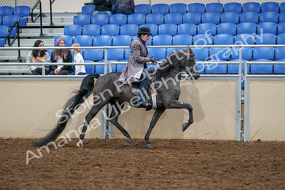 2020 - AB Morgan Horse - Sat, Sept 05 - 14000