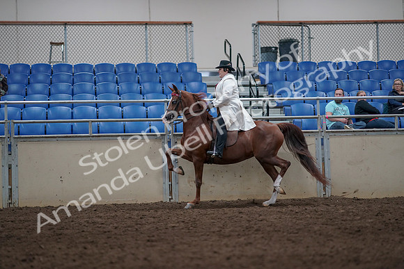 2019 Morgan Horse Show - Aug 31, 2019 - 08576