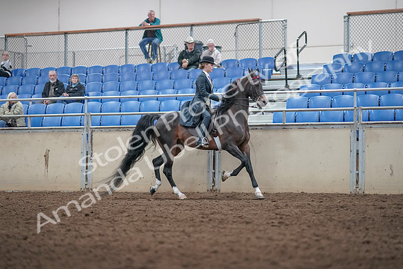 2019 Morgan Horse Show - Aug 31, 2019 - 08915