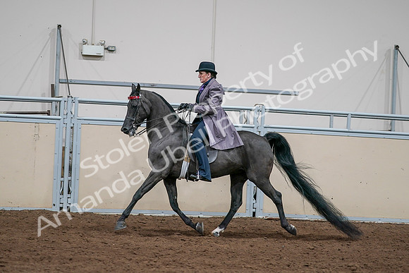 2020 - AB Morgan Horse - Sat, Sept 05 - 13720