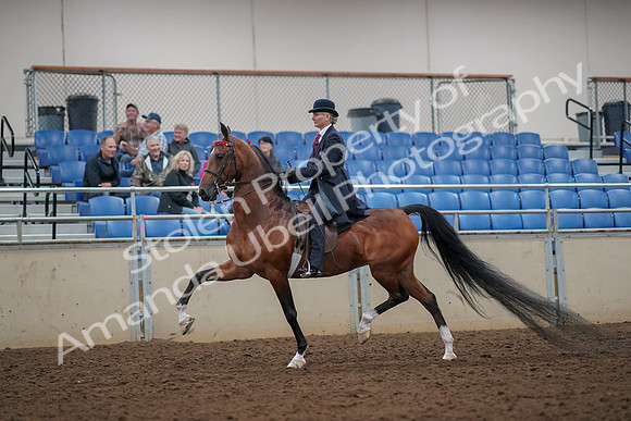 2019 Morgan Horse Show - Aug 30, 2019 - 25028