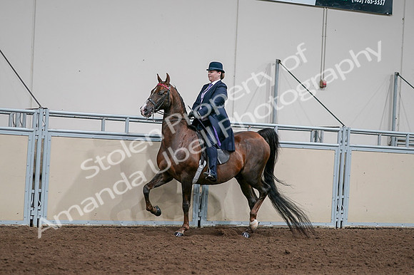 2020 - AB Morgan Horse - Fri, Sept 04 - 07943