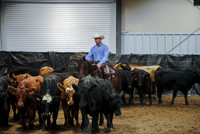 Herd Work - Open Derby