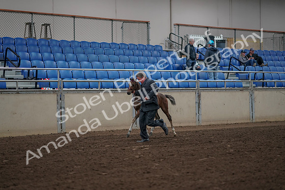 2019 Morgan Horse Show - Aug 31, 2019 - 00364