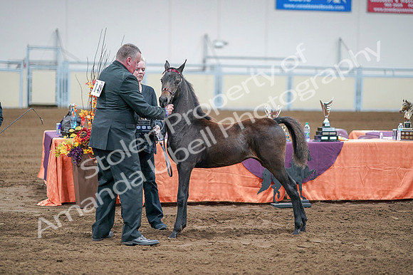2020 - AB Morgan Horse - Fri, Sept 04 - 06215