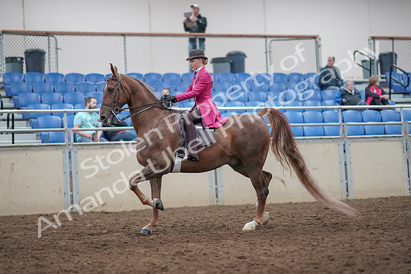2019 Morgan Horse Show - Aug 31, 2019 - 08619