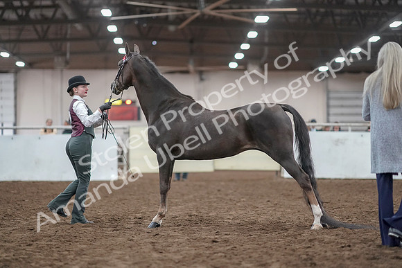 2019 Morgan Horse Show - Aug 31, 2019 - 01992