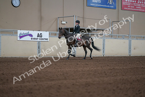 2019 Morgan Horse Show - Sept 01, 2019 - 03960