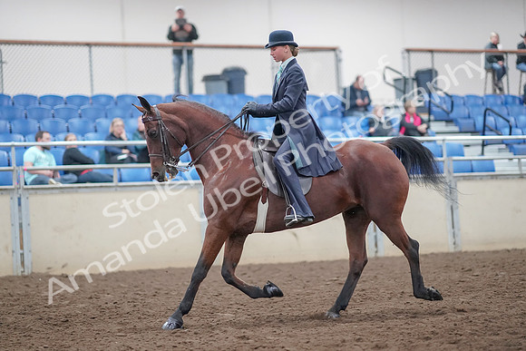 2019 Morgan Horse Show - Aug 31, 2019 - 08497