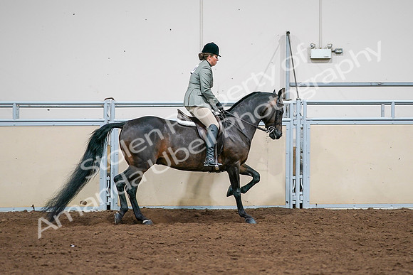 2020 - AB Morgan Horse - Sat, Sept 05 - 14520