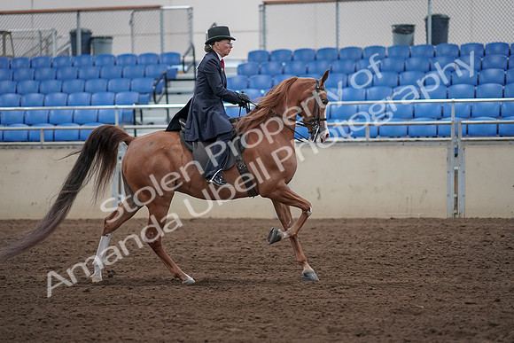 2019 Morgan Horse Show - Sept 01, 2019 - 12078