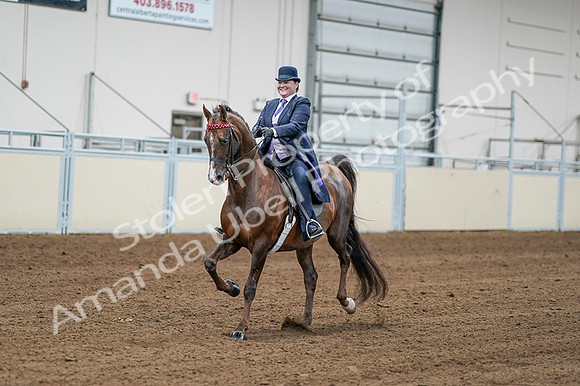 2020 - AB Morgan Horse - Fri, Sept 04 - 08189