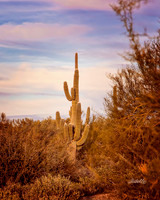 Landscapes - US - 019