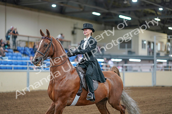 2020 - AB Morgan Horse - Fri, Sept 04 - 06994