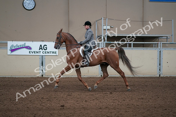 2019 Morgan Horse Show - Sept 01, 2019 - 12286