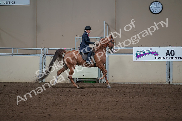 2019 Morgan Horse Show - Sept 01, 2019 - 12045