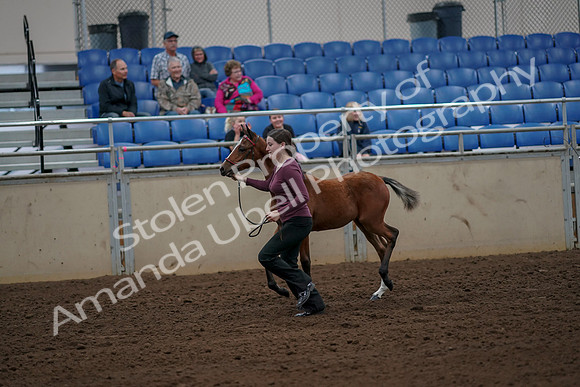 2019 Morgan Horse Show - Aug 30, 2019 - 24699