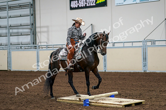 2020 - AB Morgan Horse - Fri, Sept 04 - 00317