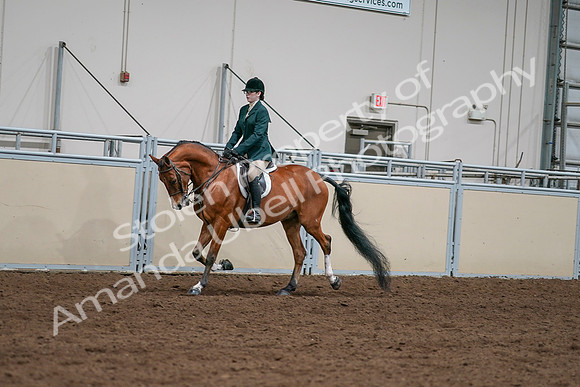 2020 - AB Morgan Horse - Sat, Sept 05 - 05008