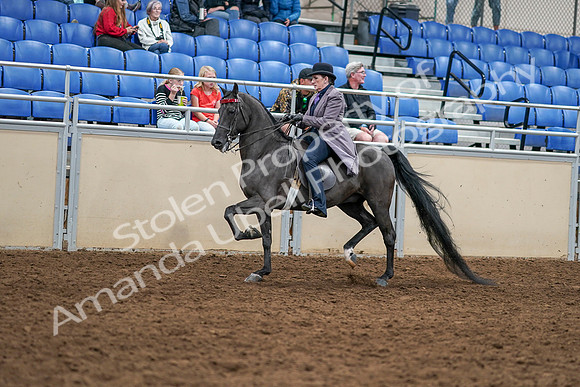 2020 - AB Morgan Horse - Sat, Sept 05 - 13748