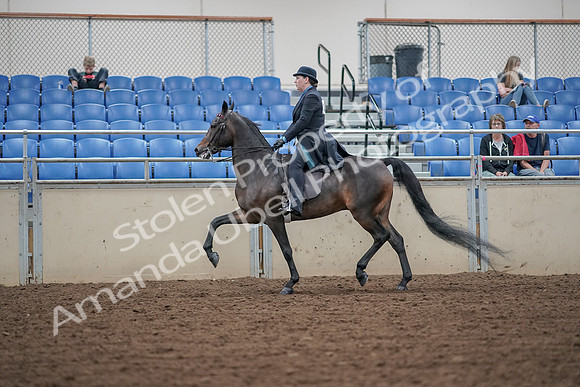 2019 Morgan Horse Show - Aug 30, 2019 - 15553