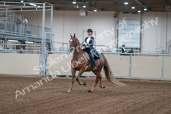 2020 - AB Morgan Horse - Fri, Sept 04 - 06230