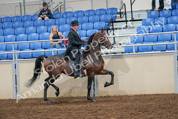 2020 - AB Morgan Horse - Sat, Sept 05 - 08164