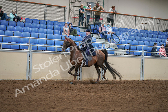 2020 - AB Morgan Horse - Fri, Sept 04 - 07999