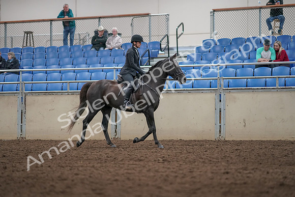 2019 Morgan Horse Show - Aug 31, 2019 - 07381