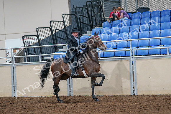 2020 - AB Morgan Horse - Sat, Sept 05 - 08149