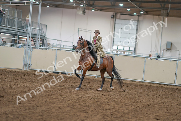 2020 - AB Morgan Horse - Sat, Sept 05 - 07925