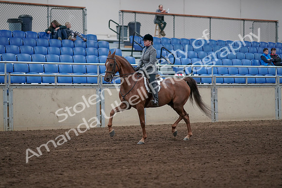 2019 Morgan Horse Show - Sept 01, 2019 - 12295