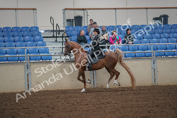 2019 Morgan Horse Show - Aug 30, 2019 - 25162