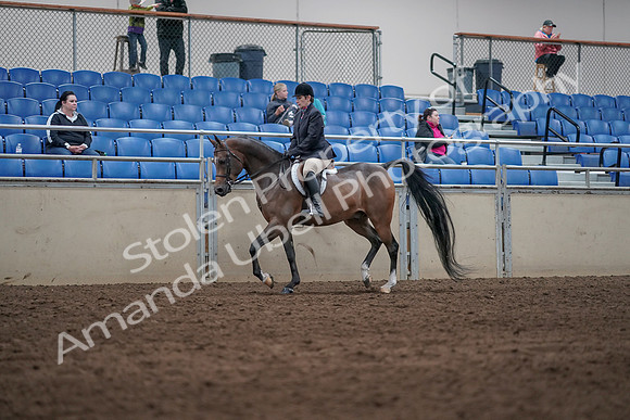 2019 Morgan Horse Show - Sept 01, 2019 - 08502