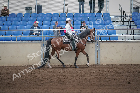 2019 Morgan Horse Show - Sept 01, 2019 - 07144