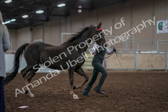 2019 Morgan Horse Show - Aug 31, 2019 - 01897