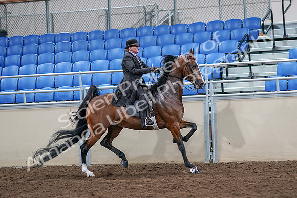 2020 - AB Morgan Horse - Sat, Sept 05 - 13228