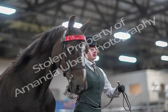 2019 Morgan Horse Show - Aug 31, 2019 - 02024