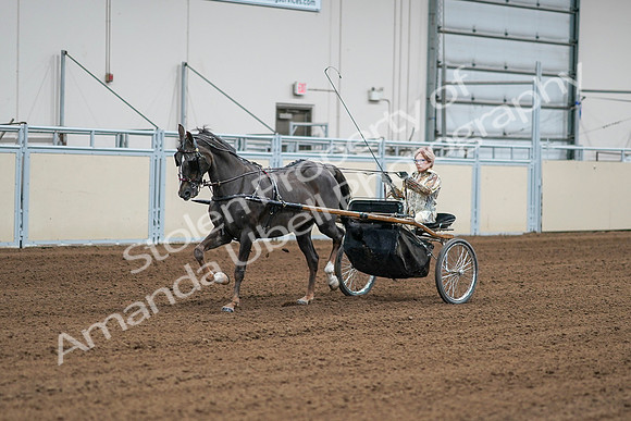 2020 - AB Morgan Horse - Sat, Sept 05 - 05983