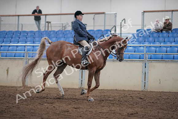 2019 Morgan Horse Show - Sept 01, 2019 - 08858