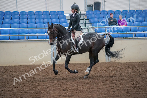 2019 Morgan Horse Show - Aug 30, 2019 - 20545