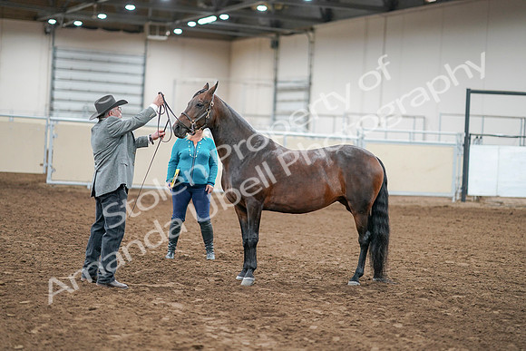 2020 - AB Morgan Horse - Sat, Sept 05 - 00215