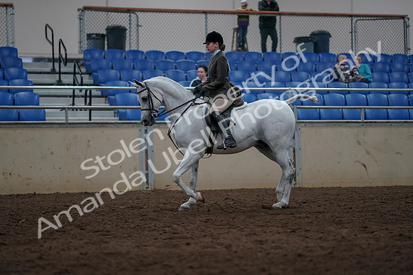 2019 Morgan Horse Show - Sept 01, 2019 - 08565