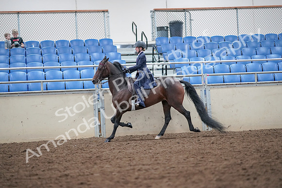 2019 Morgan Horse Show - Aug 30, 2019 - 17874