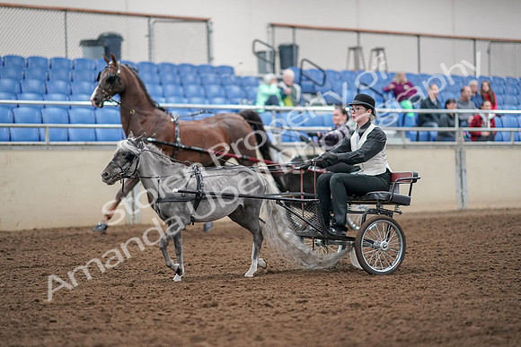 2019 Morgan Horse Show - Aug 30, 2019 - 13270