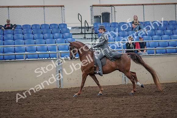 2019 Morgan Horse Show - Aug 30, 2019 - 15572